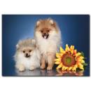Sevimli Köpekler Temalı Kanvas Tablo