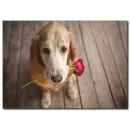 Duygusal Köpek Temalı Kanvas Tablo