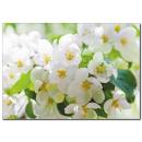 Beyaz Çiçekler Temalı Kanvas Tablo