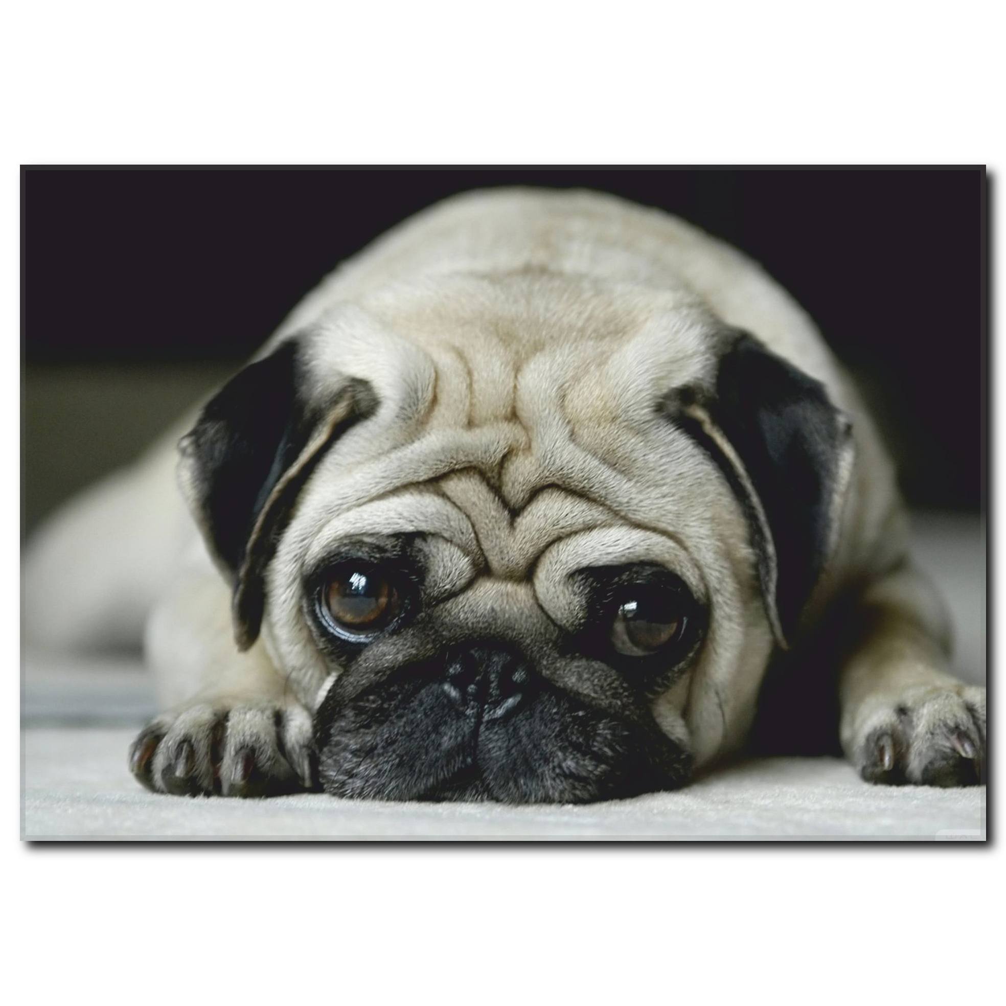 Üzgün Suratlı Köpek Temalı Kanvas Tablo