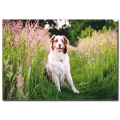 Beyaz Köpek Temalı Kanvas Tablo