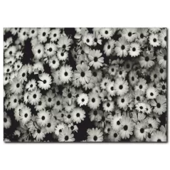 Minik Çiçekler Siyah Beyaz Kanvas Tablo