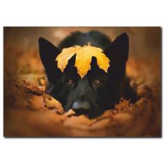 Sevimli Köpek Temalı Kanvas Tablo B1033