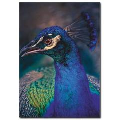 Tavus Kuşu Temalı Kanvas Tablo