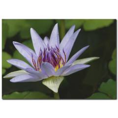 Lila Çiçek Temalı Kanvas Tablo