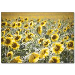 Ayçekirdeği Tarlası Temalı Kanvas Tablo