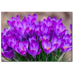 Mor Çiçekler Temalı Kanvas Tablo