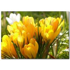 Sarı Laleler Temalı Kanvas Tablo