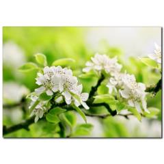 Beyazın Saflığı Temalı Kanvas Tablo