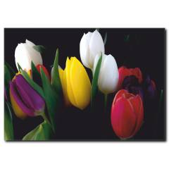 Renkli Laleler Temalı Kanvas Tablo