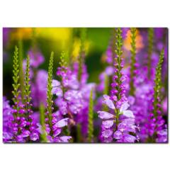 Morun Güzelliği Temalı Kanvas Tablo