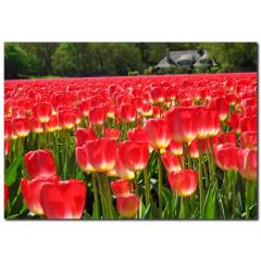 Kırmızı Lale Tarlası Temalı Kanvas Tablo