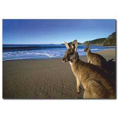 Kanguru Temalı Kanvas Tablo