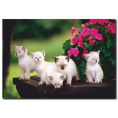 Yavru Kedi Temalı Kanvas Tablo