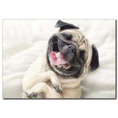 Şımarık Köpek Temalı Kanvas Tablo