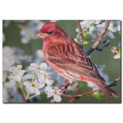 Kuş Temalı Kanvas Tablo