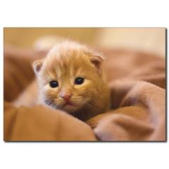 Uykucu Kedi Temalı Kanvas Tablo