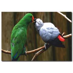 Papağan Temalı Kanvas Tablo