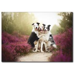 Köpeklerin Dostluğu Temalı Kanvas Tablo