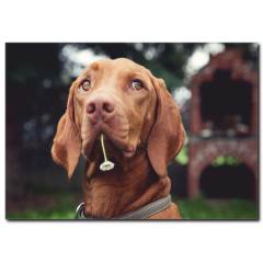 Kahverengi Köpek Temalı Kanvas Tablo