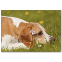 Yorgun Köpek Temalı Kanvas Tablo