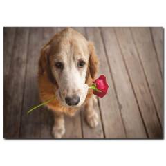 Duygusal Köpek Temalı Kanvas Tablo