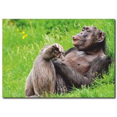 Dil Çıkaran Goril Temalı Kanvas Tablo