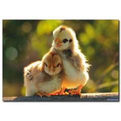 Sarı Civcivler Temalı Kanvas Tablo