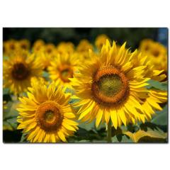 Sarı Çiçekler Temalı Kanvas Tablo