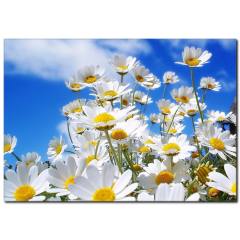 Papatyalar Temalı Kanvas Tablo