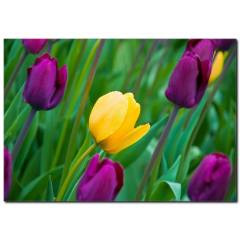 Mor ve Sarı Lale Temalı Kanvas Tablo