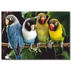Renkli Papağanlar Temalı Kanvas Tablo