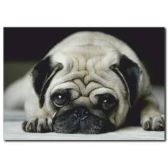 Üzgün Suratlı Köpek Temalı Kanvas Tablo