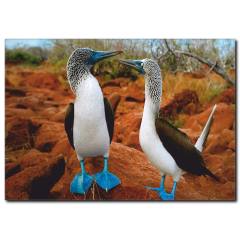 Mavi Ayaklı Komik Görünümlü Kuş Temalı Kanvas Tablo