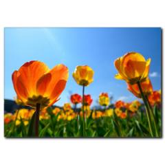 İlkbahar Çiçekleri Manzaralı Kanvas Tablo