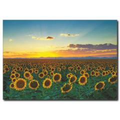 Günebakan Çiçekleri Manzarası Tablo