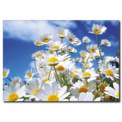 Papatya Çiçekleri ve İlkbahar Kanvas Tablo
