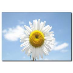 Papatya Kanvas Tablo