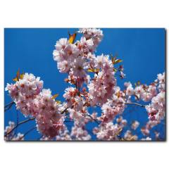 Dallarda Bahar Çiçekleri Kanvas Tablo