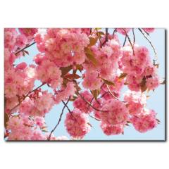 Dallarda Bahar Çiçekleri Kanvas Tablo