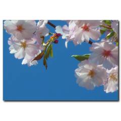 Dallarda Bahar Çiçekleri Kanvas Tablo