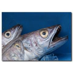 Balık Görselli Kanvas Tablo