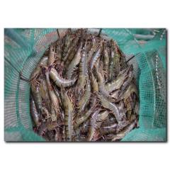 Karides Görselli Kanvas Tablo