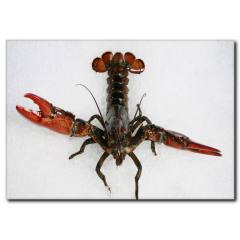 Yengeç Görselli Kanvas Tablo