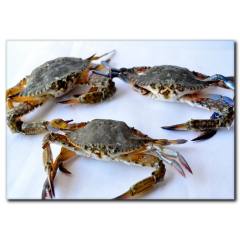 Yengeç Temalı Kanvas Tablo