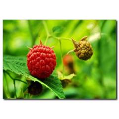 Ağaçta Ahududu Detaylı Kanvas Tablo