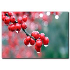 Kırmızı Meyveler Temalı Kanvas Tablo