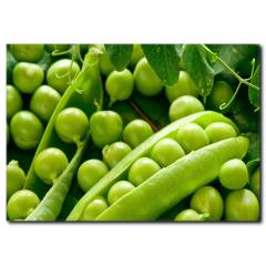 Yeşil Bezelye Kanvas Tablo