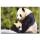 Panda Temalı Kanvas Tablo