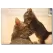 Kedi Yavruları Temalı Kanvas Tablo
